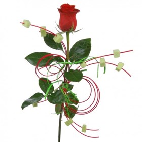 Valentines Day Roses Delivery: Send this lovely roses on rose day